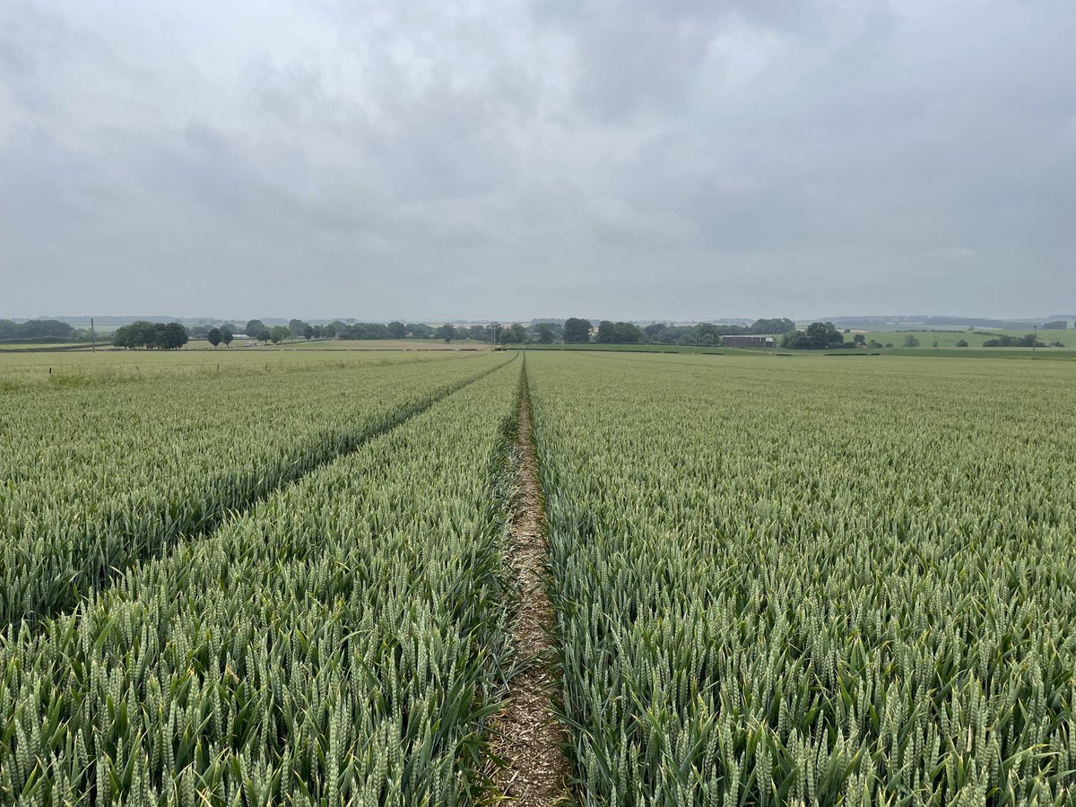 Grainco champion seed wheat crop looking good. 😀