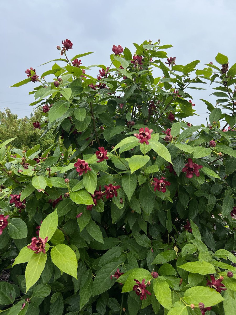 Waterfront Botanical Gardens (@waterfrontgrdns) on Twitter photo News from the Gardens - June 23🌱 - mailchi.mp/waterfrontgard… News from the Gardens - June 23🌱 - mailchi.mp/waterfrontgard…