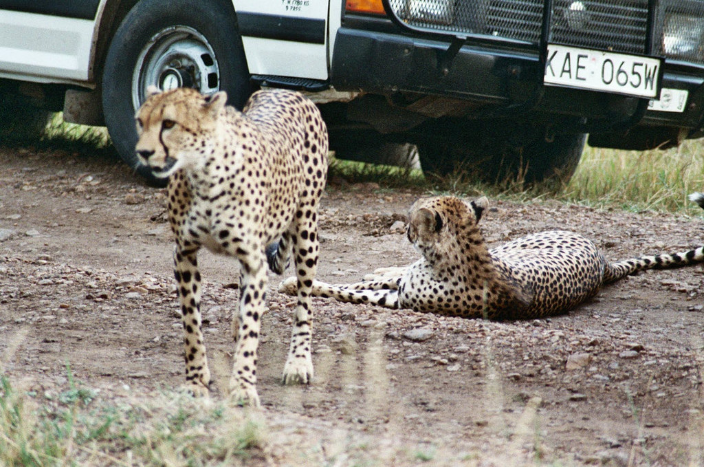 Hourly Cheetahs tweet media