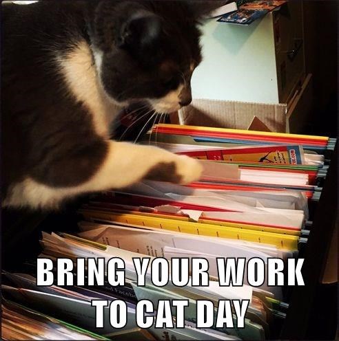 Purenaturalpet's tweet photo. They are purrr-fect at filing. Happy Bring Your Cat to Work Day. 😻🐾 https://t.co/OcYhS8m2uV