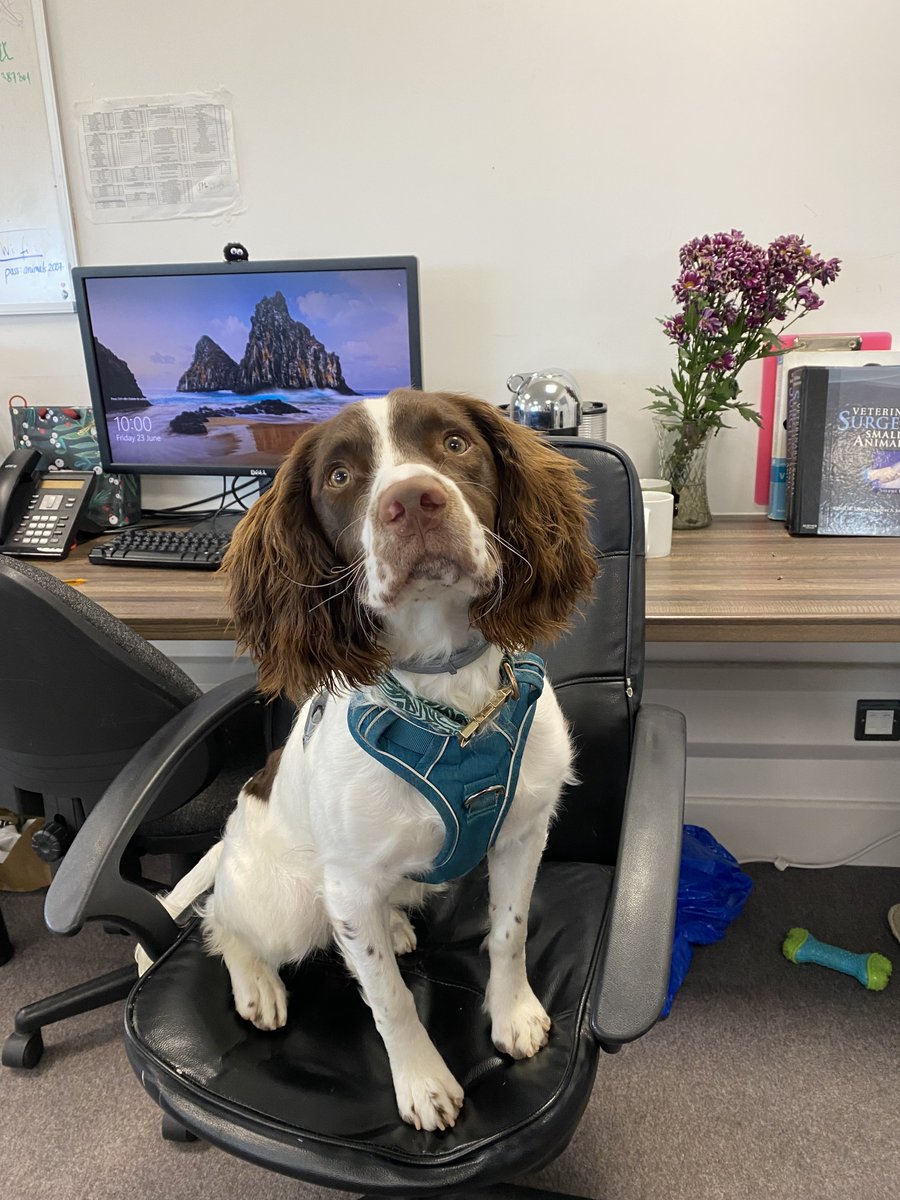 Sweet Springer Spaniel Congo was keen to get involved in #bringyourdogtoworkday and wondered which veterinary surgery book he should read first!