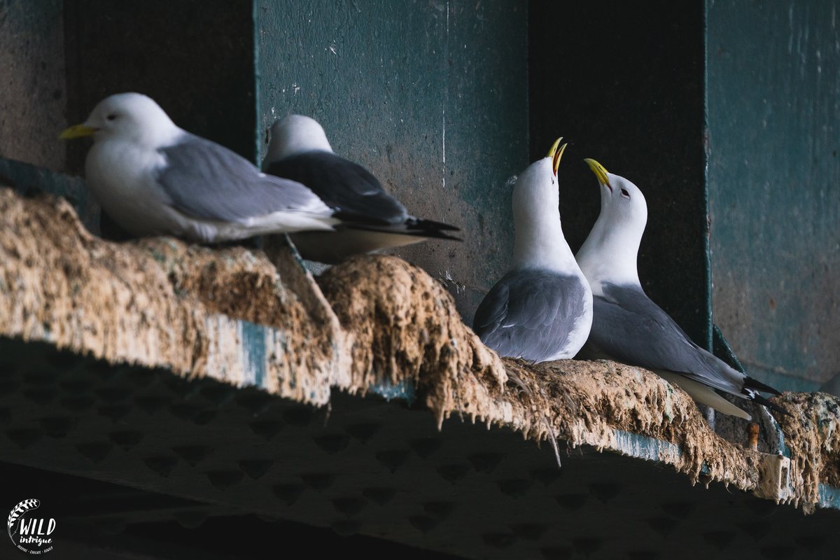 QUAYSIDE KITTIWAKE WATCH
📅 Mon 3 July | 12pm – 1.30pm
📍Tyne Bride, Newcastle Quayside

Drop by on your lunch break to peek through our scope and spy on nesting Kittiwakes, ask us a Kittiwake question, or share your thoughts and memories about our urban colony. 🧵 8/9