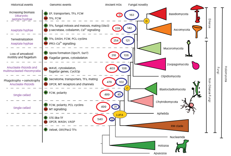 '..major genomic trends of (fungal) evolutionary route from a unicellular opisthokont ancestor to derived multicellular fungi remain poorly known. Here.. a genome-wide catalogue of gene family changes across fungal evolution inferred from the genomes of 123 fungi and relatives.