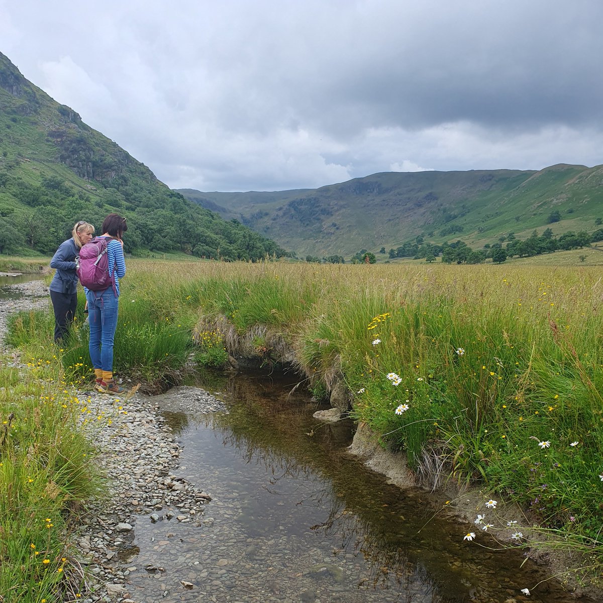 Rewilding Britain tweet media