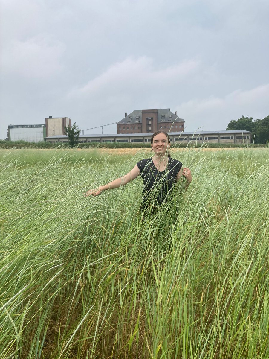 #Kernza fields looking beautiful in Belgium at @AgroBioTech yesterday!