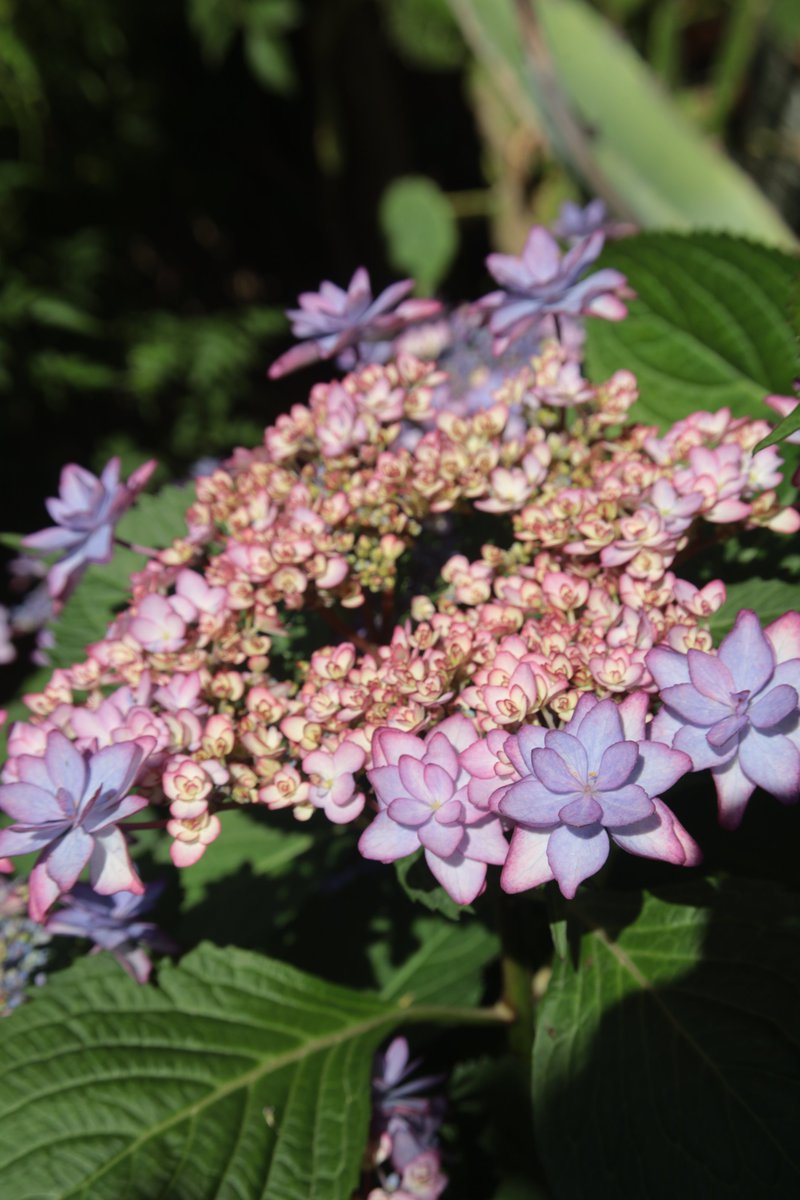 Hydrangea 😁