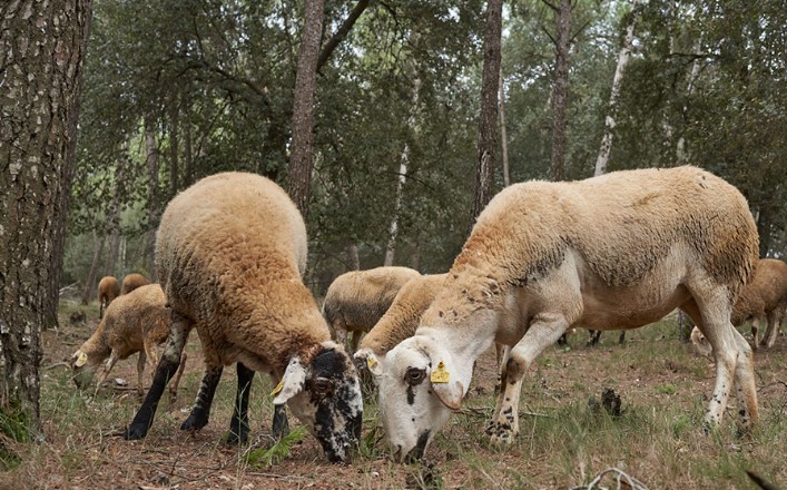 El mundo rural tiene futuro!!!
Defendamos su potencial:
#ProductoLocal
#GestiónAgroforestalActiva
#Bioeconomia
#PueblosVivos
#SosMundoRural
#ConsumoKm0
#SelviculturaPreventiva

@entre_tantos 
@loforestalillo 
@incendi
@PauCostaF 
@ramatsdefoc 
@ramatsalbosc 
@EUAgri 
@EU_ENV