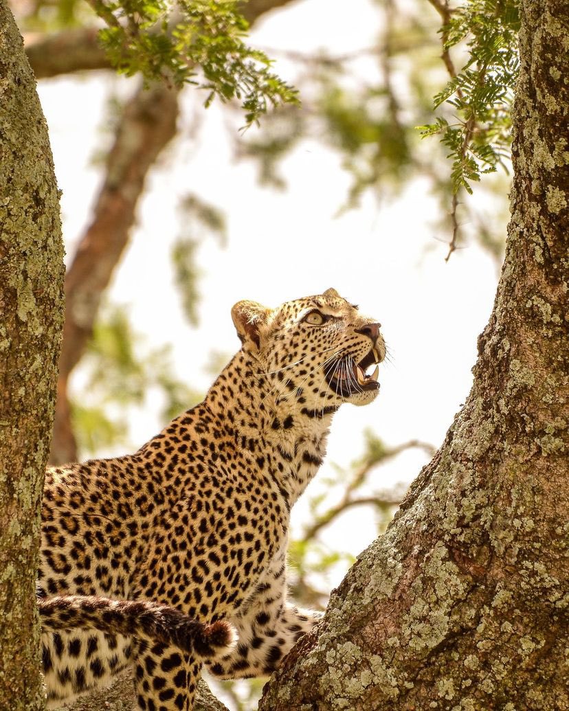 Spot anything? 🐆

📍Serengeti National Park

📷 @stevie_junior6 

#tanzaniasafarichannel #tbc #serengetinationalpark #tanzanianationalpark #visittanzania