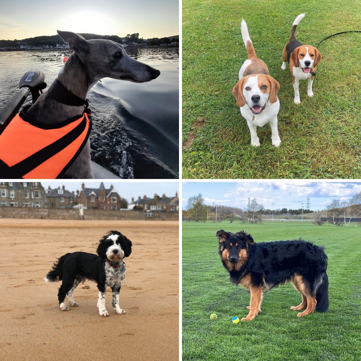 More than half of the CIPD team in Scotland and NI have dogs and being a fully remote team means that they're with us most of the time. To celebrate #BringYourDogToWorkDay we're sharing some photos of Rose, Otis, Abe, Kaiser and Murphy. We'd love to see your furry friends too.