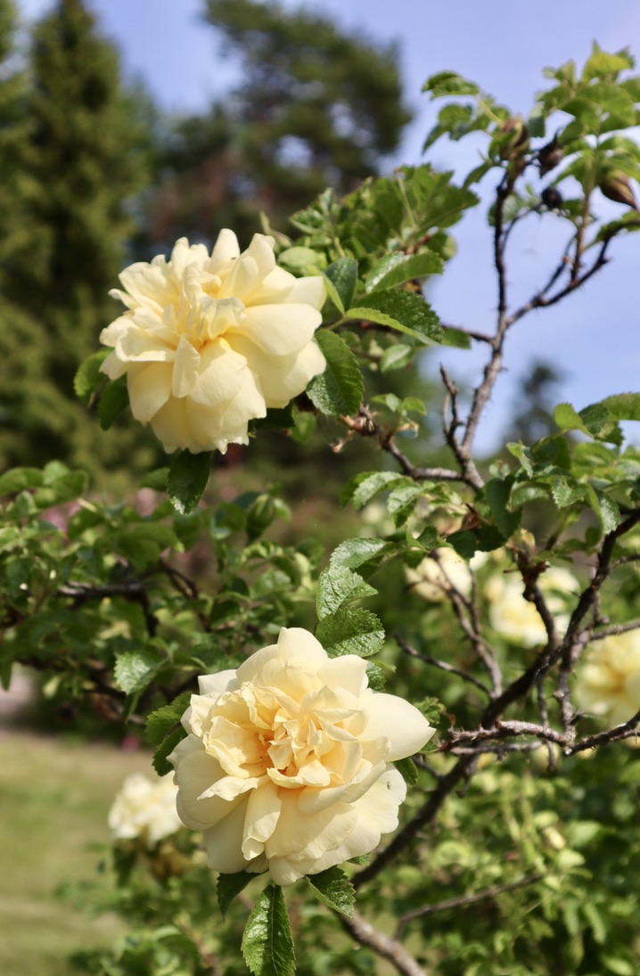 Hyvää juhannusta kaikille!
Ruusut kuvattu Meilahden Ruusutarhassa 16.6.2023.