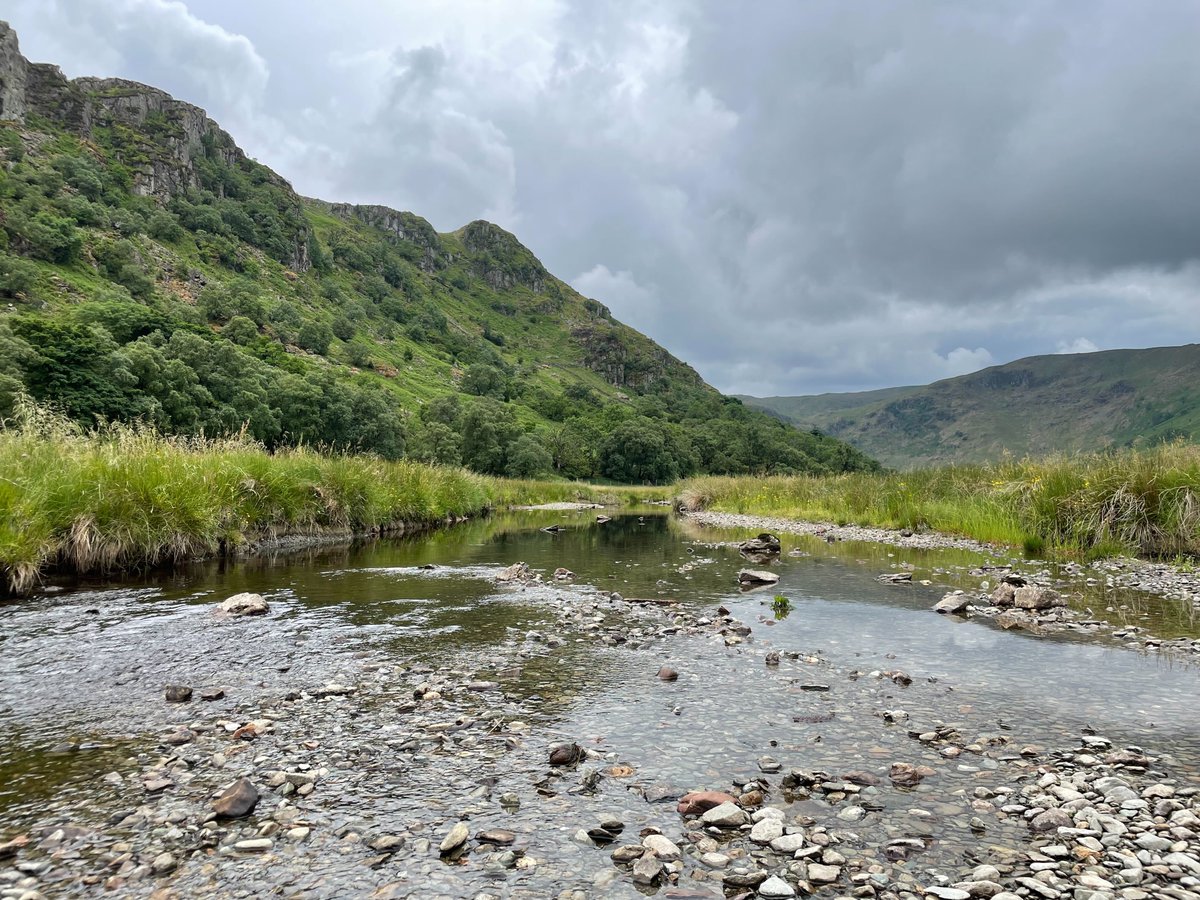 Rewilding Britain tweet media