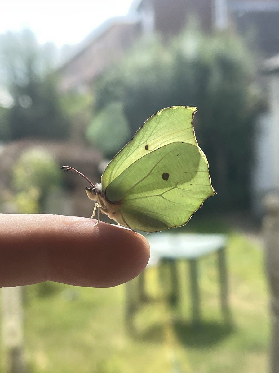 DrewCooper_'s tweet photo. Say hello to my lil friend 💚 #ButterflyBoy

Brimstone (Gonepteryx rhamni) https://t.co/BAeq0M4lDc