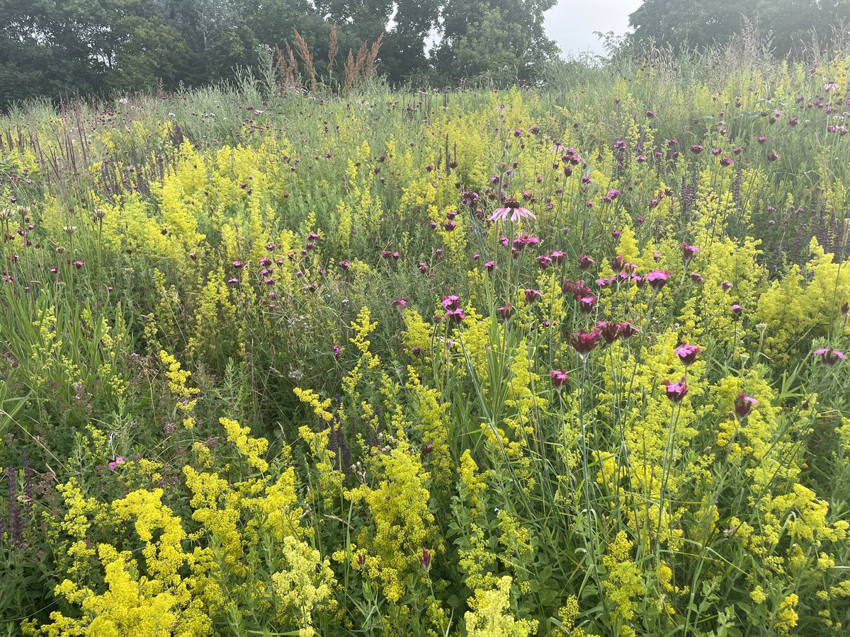 Peckham’s looking pretty. Greetings from the office which is full of flowers and buzzing with pollinators. This morning my client described cancer rehab in nature as alchemy. I’ll take that. #getyouroomphback #cancerrehab #nordicwalking #exerciseoncology #exerciseinnature