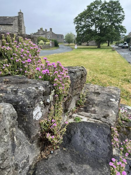 Visit Carperby Village Open Gardens this Sunday 25th June on Wensleydale Explorer Bus 855 from Garsdale Station, Hawes, Bainbridge, Askrigg or Castle Bolton.
opengardens.co.uk/open_gardens.p…
dalesbus.org/855
Travel for free this Sunday!
<a href="/LittleWhiteBus/">Little White Bus</a> <a href="/yorkshire_dales/">Yorkshire Dales National Park</a>