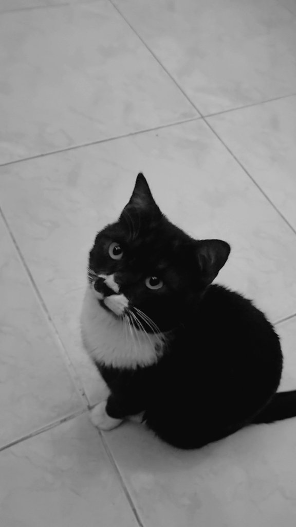 Ahmad Galal tweet media