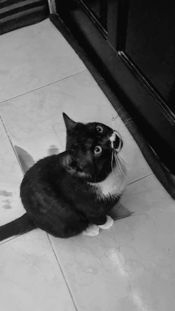 Ahmad Galal tweet media