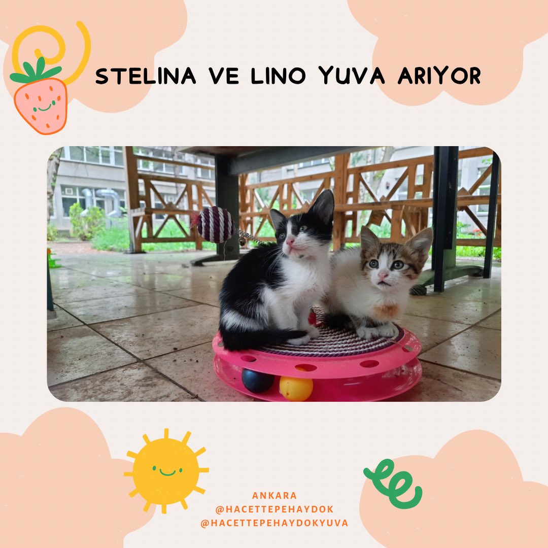 ❌STELINA VE LINO ÇOK ACİL GEÇİCİ/ KALICI YUVA ARIYOR ❌

Yaklaşık 1.5 aylık olduğunu tahmin ettiğimiz ve annelerini bulamadığımız bu bebeklere ÇOK ACİL GEÇİCİ VEYA KALICI yuva arıyoruz. Henüz çok küçükler ve sokak bilmiyorlar, kampüste annesiz kendilerini korumaları çok zor.