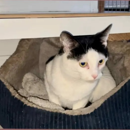 #FeatureFriday cat this week is Mac 

Male of approx 12-18 months he came to us with an eye injury which he has been treated for. He loves belly rubs and fuss and now just needs his own furever home.

Why not come and meet him?
 #makeadifference #TogetherWeCan #AdoptDontShop