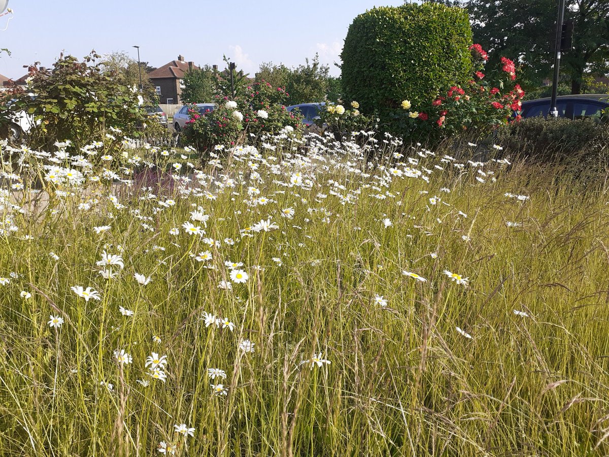 rosemc20's tweet photo. @FriendsRivCrane We saw a marbled white over our front lawn yesterday  which is like a mini meadow! https://t.co/RBVjVBciEb