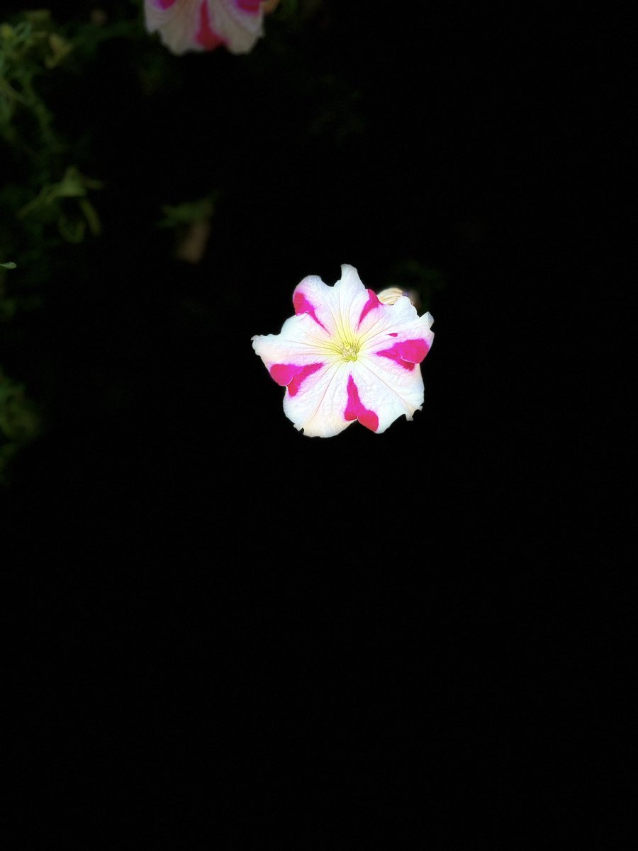 🌸Nuestras Flores☺️Our Flowers🌸
.
.
.
 #flores #flowers #nature #spain #naturaleza #primavera #españa #photography #flower #love #flor #spring #madrid #photooftheday #naturephotography #picoftheday #garden #plantas #photo #wedding #summer #barcelona #instagood #fiori #verano