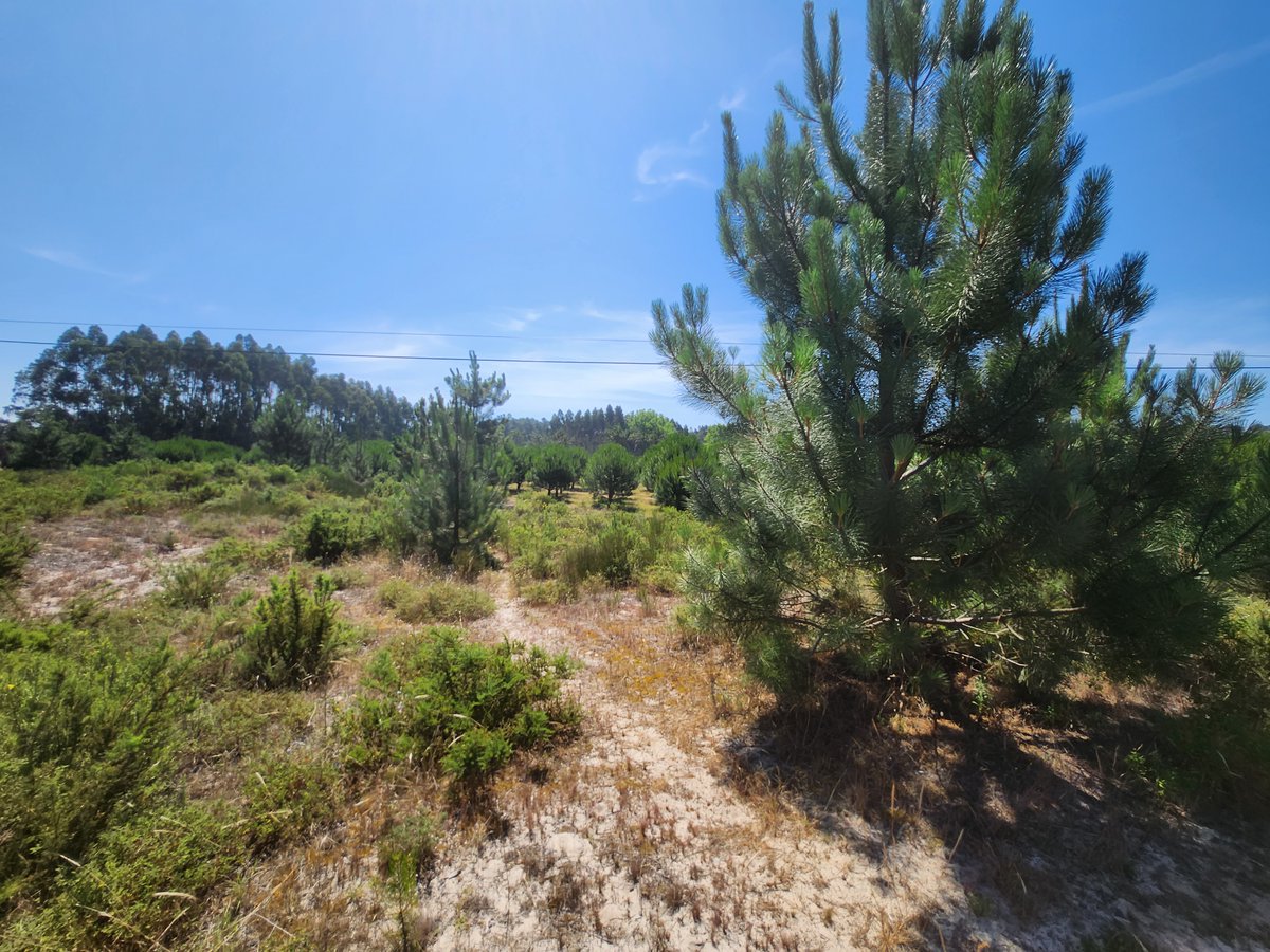 PORTUGAL_ECI's tweet photo. EXCLUSIVIDADE☀️
Magnífico terreno com uma área de 3694 m², localizado a 6 km das primeiras praias.
Foi aprovado um projeto de construção para uma magnífica moradia de 304m² de construção útil, 400m² de construção bruta.
Marca a sua visita!
932 081 179 https://t.co/Wxe33MS38M