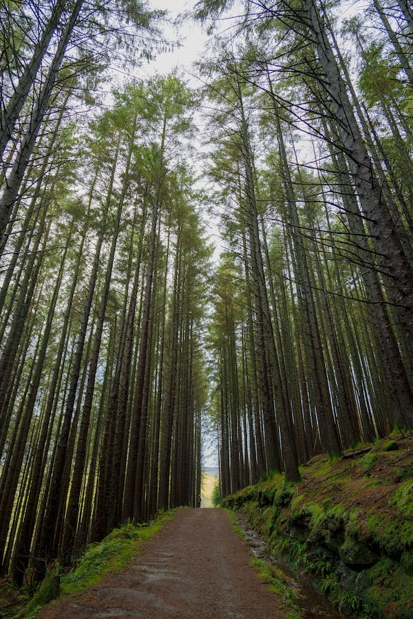 MillraceGlamp's tweet photo. ๐ฟ Embracing the wonders of the great outdoors in Wicklow, Ireland! ๐ There's something truly magical about walking amidst nature's embrace. The sights, sounds, and serenity fuel my soul. #100DaysOfWalking in the breathtaking landscapes of Wicklow. ๐ถโโ๏ธ๐#NatureLover #WicklowWalks https://t.co/ohYXAFT408