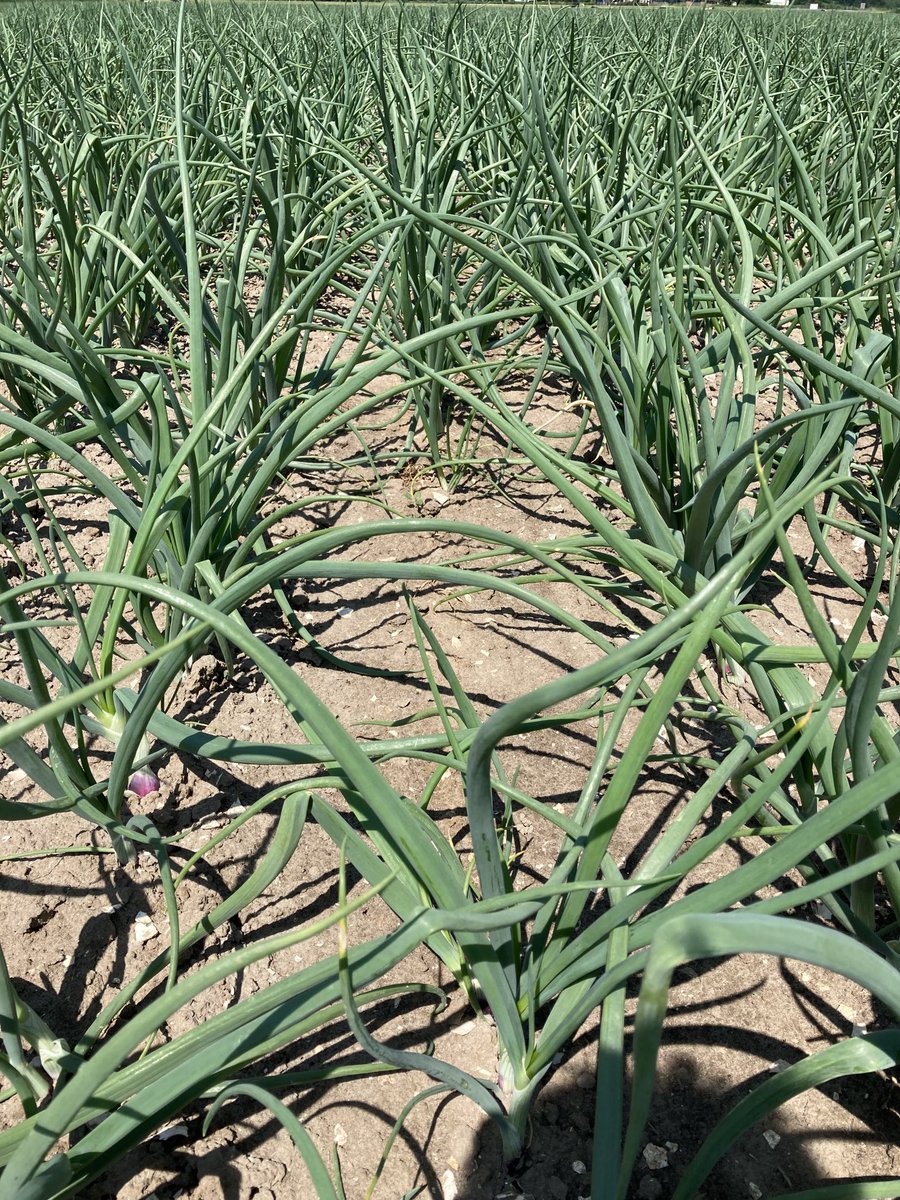 Ik durf wel te stellen een van de mooiste #bio zaaiuien percelen die ik zie een gewas om trots op te zijn