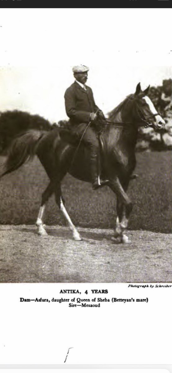 wailfor's tweet image. لقبائل عنزة دور رئيسي لحفظ سلالات الخيل العربية منذ 3000 سنةقبل الميلاد.قبيلة السبعة تملك مرابط ثمينة وهذه فرس بنت لفرس الشيخ بطين ابن مرشد،قالت بلنت عن فرس بطين أنها كالغزال ومتفوقةعن كل خيل رأيناه، قال القنصل سكين انهاتستحق فدية الملك أي مستعد لدفع أي شيء مقابل الحصول عليها✍️📕