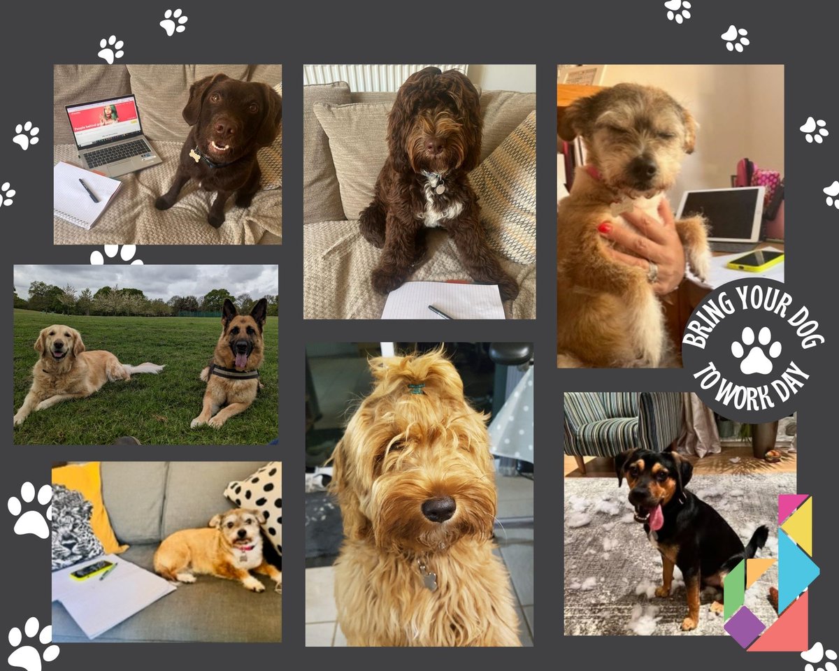 DevonshireJobs's tweet photo. Seen as the sun is out and its nearly the weekend, we thought we would share a fun post today with "Bring your Dog to Work Day"!

Can anyone tell which of our furry colleagues is the naughty one? 😉

##bringyourdogtoworkday #fridayfun #wearedevonshire https://t.co/65tCJIOqSc