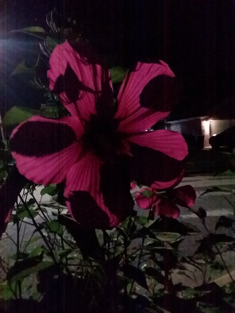 Wingscoo's tweet photo. Illuminated by the street light. #NaturePhotography #Flowers https://t.co/IgPyIAmoxD