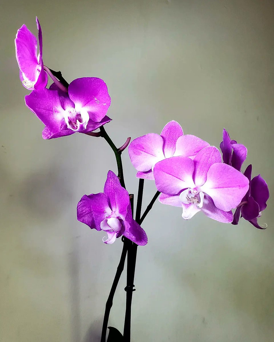 💜PLANT FOCUS💜

Phalaenopsis 
 #Moon Orchid..... 

#garden #gardeninglife #gardeningideas #gardeningtips #plantfocus #plantsofinstagram #gardenersofinstagram #gardenlife #herbalgardening #flowergarden #edibleflower #gardenfocus
#mayakigardens #urbanGardening

<a href="/RICOVI_B/">ĐA℟Ŧℍ SUC₵UBUS</a>