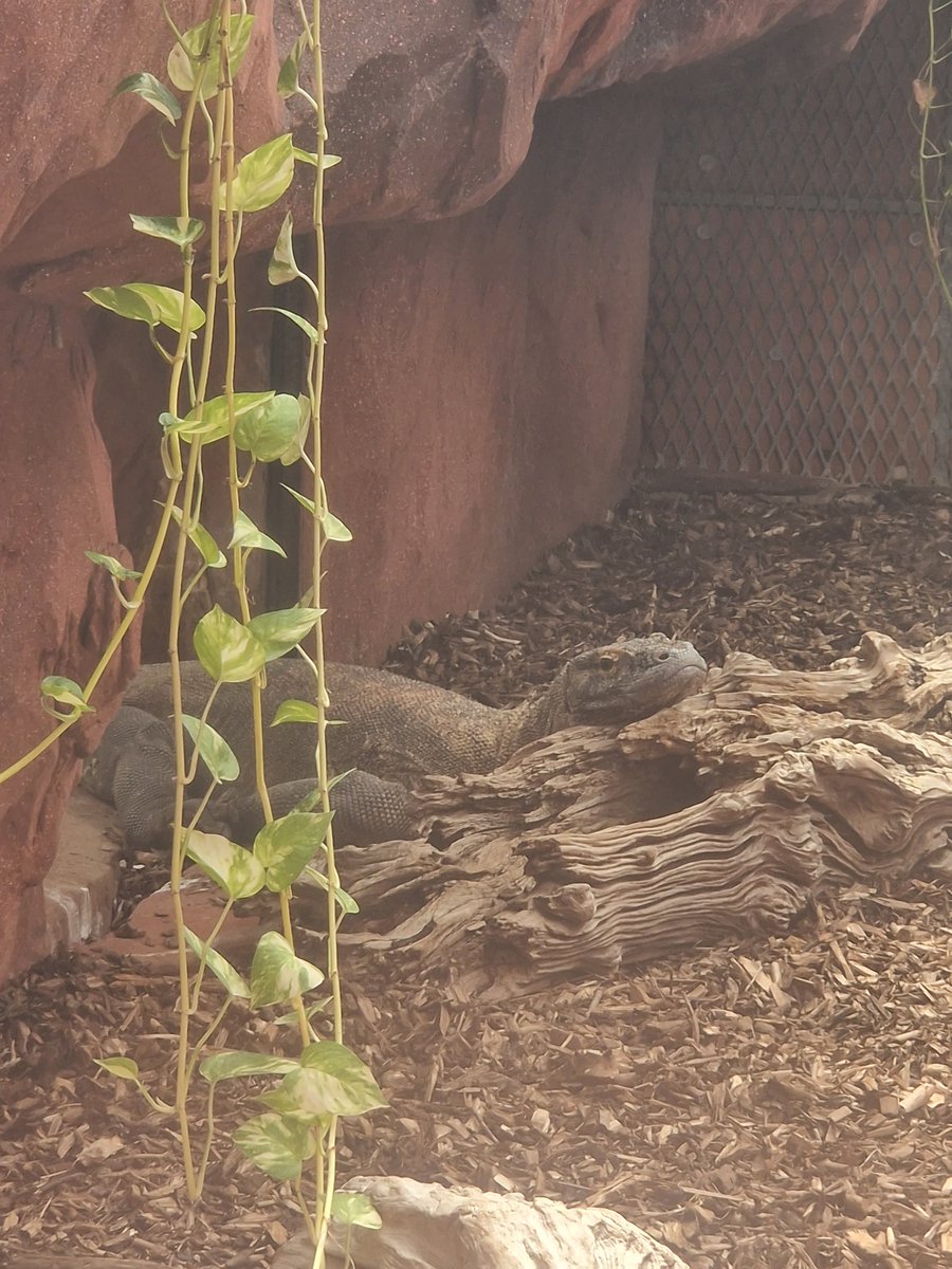 MrsHowa85779328's tweet photo. Star of the trip...komodo dragon @QHAThurrock https://t.co/xxGjl9Q5tC