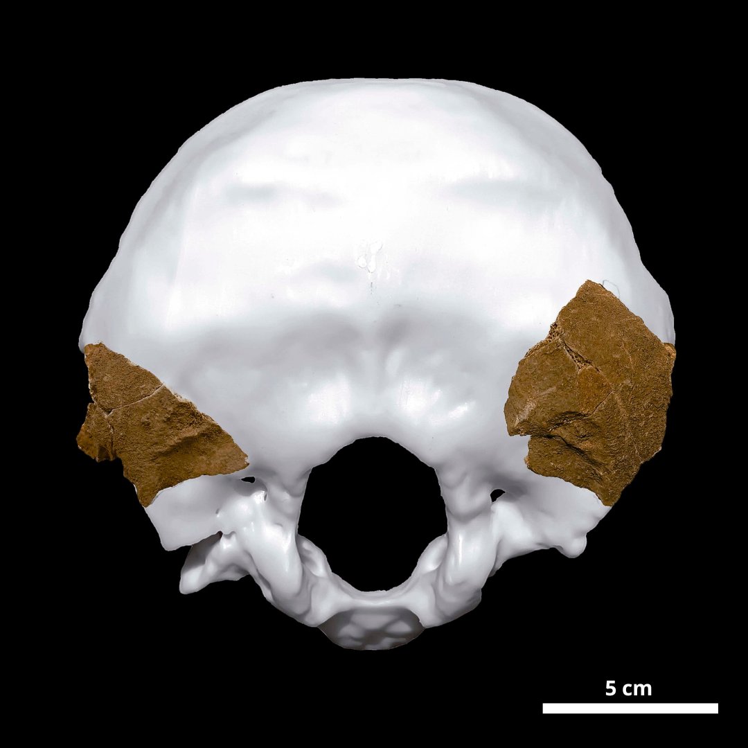 iphes's tweet photo. 🟠 Dos fragmentos de occipital se suman a los restos #neandertales recuperados en los yacimientos de #CovesdelToll i #Teixoneres (#Moià, Barcelona) 🔗 Más info: https://t.co/CB6QVqKJFR https://t.co/jDguatVfcW