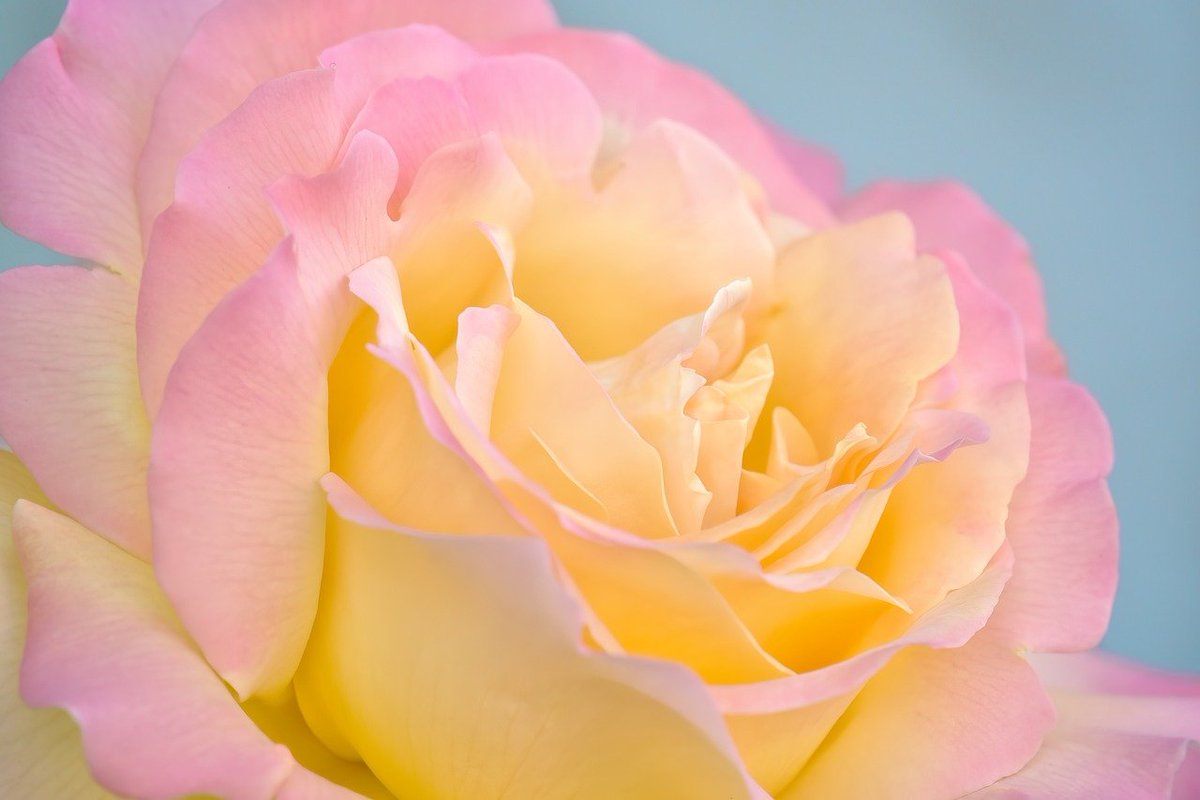 #FlowersOnFriday #HybridTeaRoses #RosePhotography #Macro
Rose Rosa Peace
#MacroHour #StormHour #ThePhotoHour 
Photo by pixaguck at Pixabay, Switzerland, June 21, 2023
#FlowerPhotography #GardeningTwitter #NaturePhotography #NatureLovers