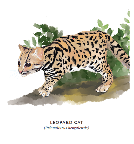 Unitedfortigers's tweet photo. #FactualFridays The Leopard Cat (Prionailurus bengalensis) has the most widespread distribution as compared to other small wild cats found in Asia! #FeliDay #Smallwildcats #Leopardcat #wildlife
Illustration: Ujan Dutta @UNDP_India https://t.co/ofU3sZeGKY