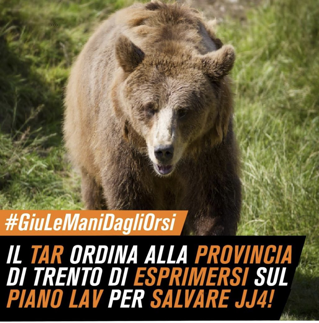 +++ Nuova ordinanza del TAR sugli orsi del Trentino +++
Il Tribunale ha chiesto alla Provincia di esprimersi entro il 13 luglio sul nostro piano @LAVonlus di trasferimento, a nostre spese, di JJ4. Una soluzione valida e concreta che salverebbe definitivamente la vita dell’orsa!