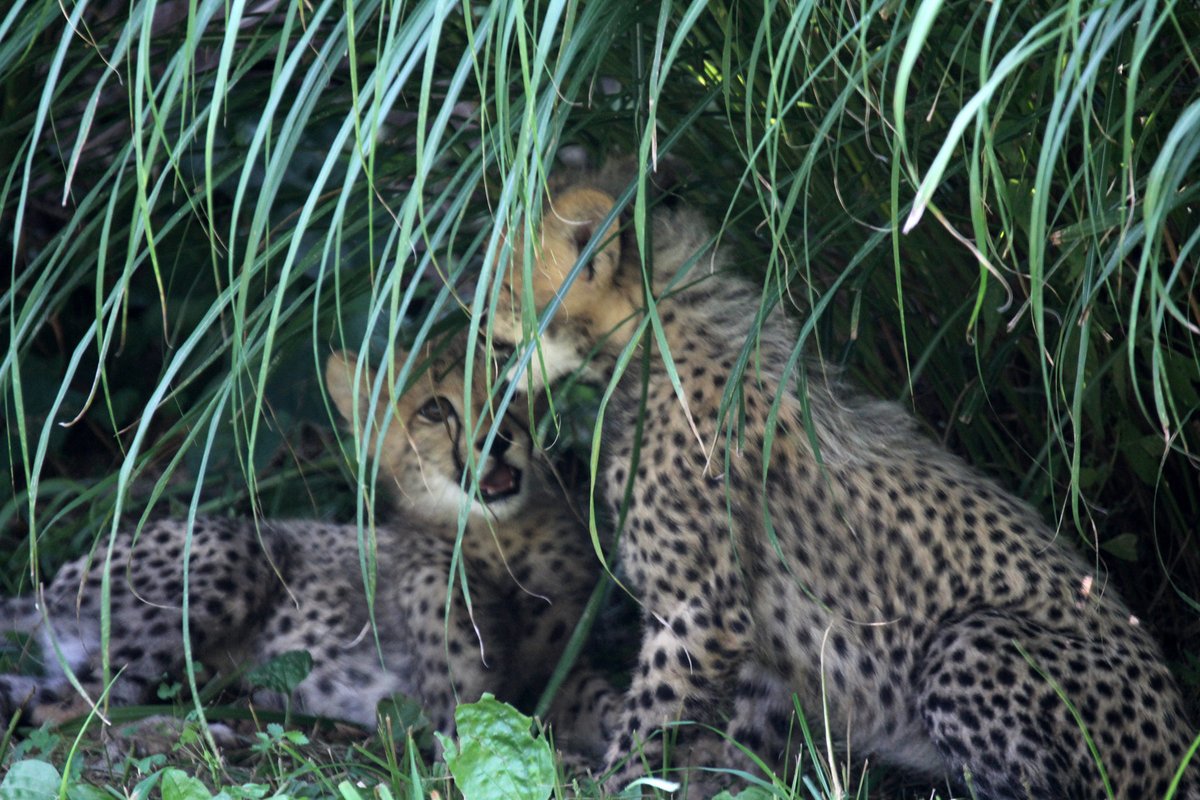 Hourly Cheetahs tweet media