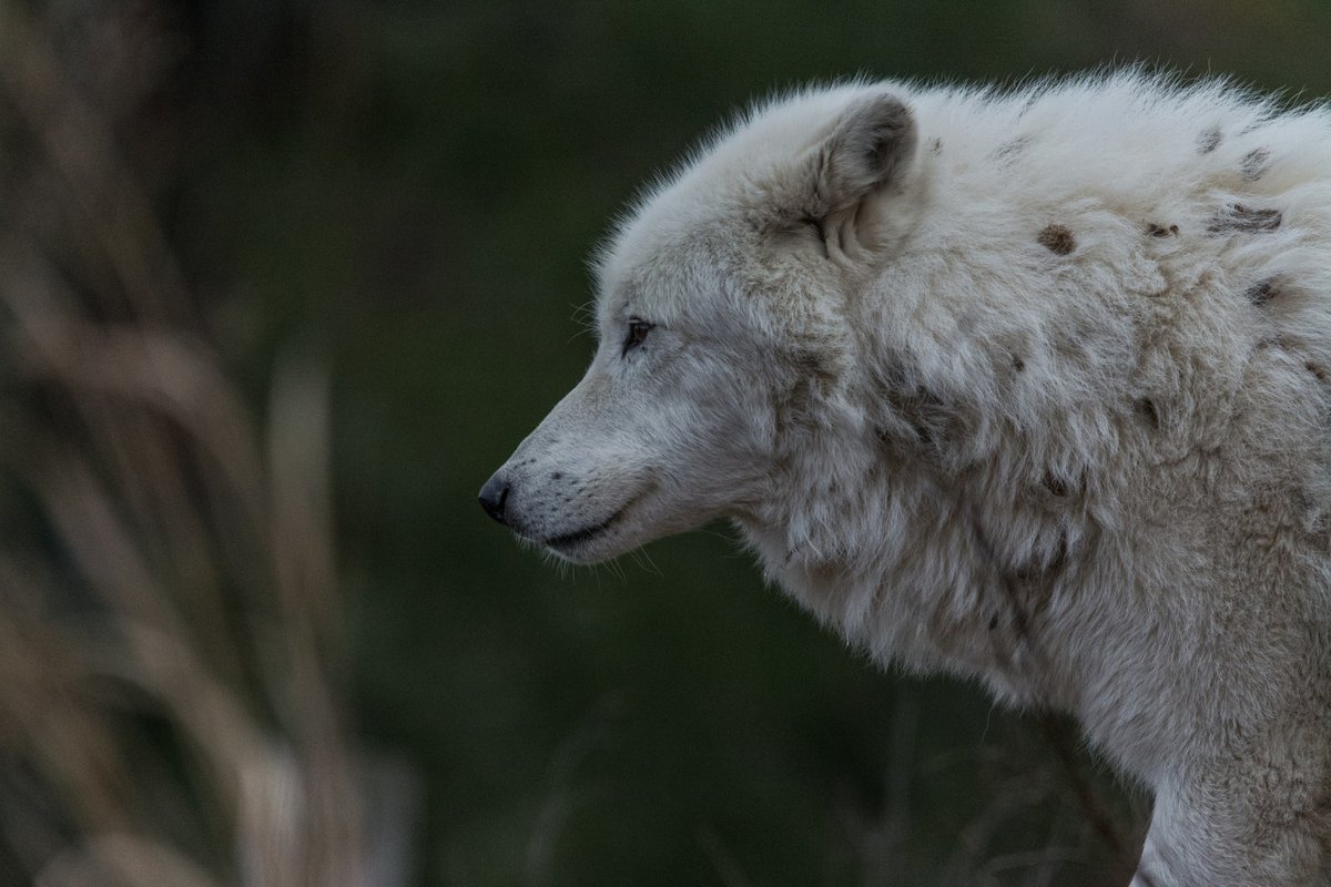 HourlyWolves presents: