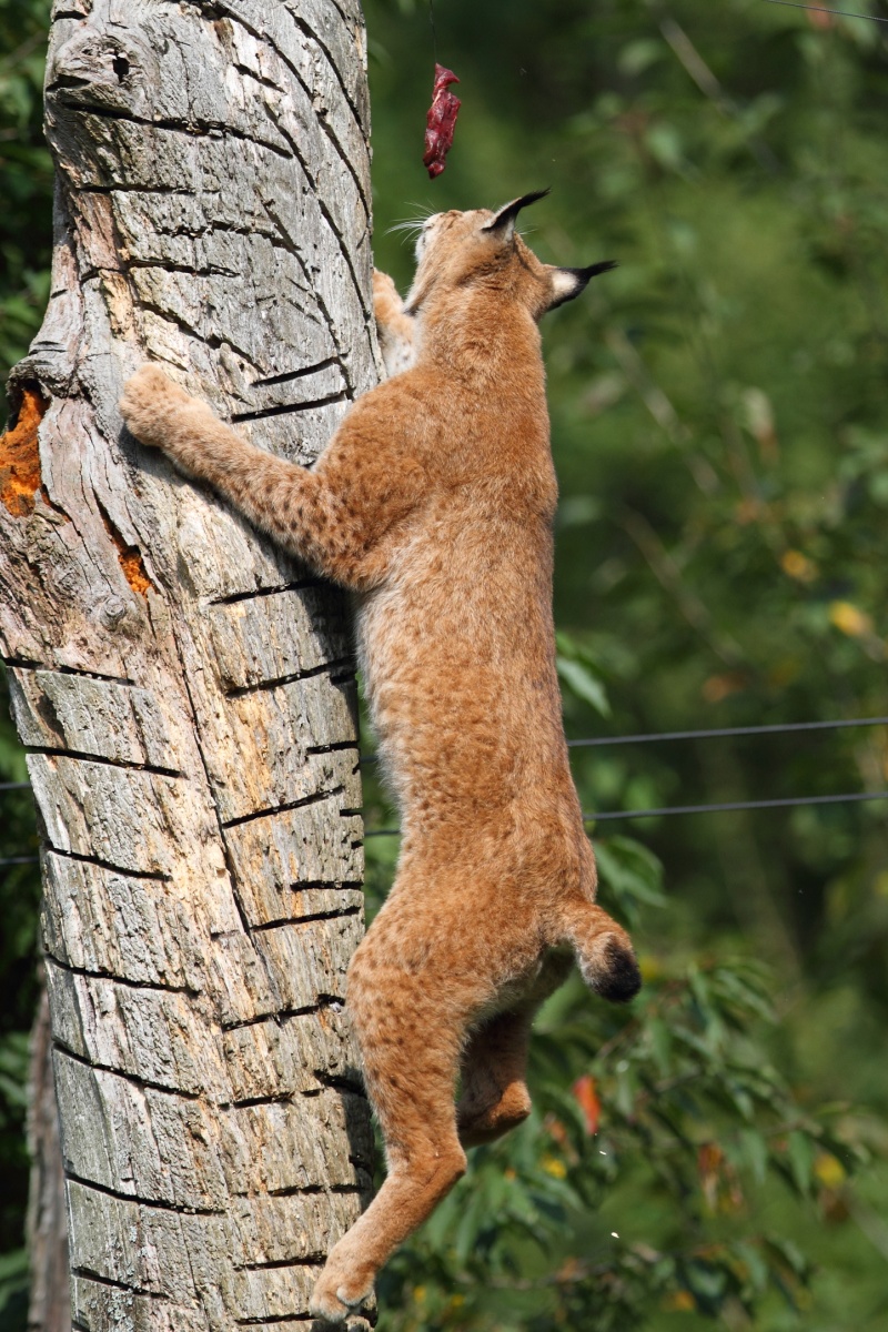 HourlyLynxes presents: