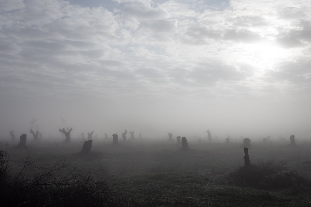 ParkerHarrisCo's tweet photo. The Earth Photo 🏆 Forest Ecosystem Award 🏆 of £500 goes to Filippo Ferraro for Wooden Diamonds, which tells the story of the olive tree epidemic in Salento, Italy.
More than 20 million trees have died in the region since 2013, due to the plant bacterium Xyllela fastidiosa. https://t.co/B3YcuAp20d
