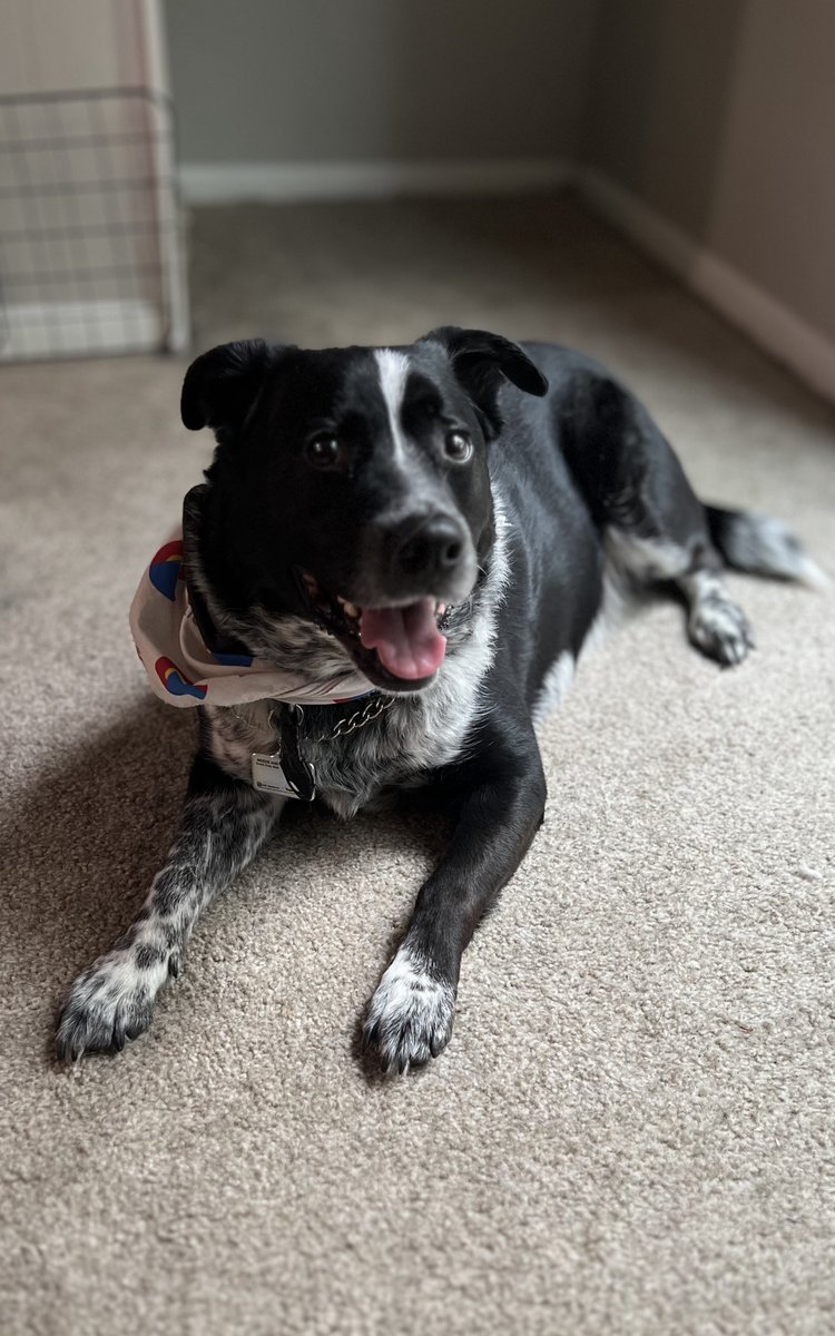 ScotBegovich's tweet photo. Celebrating Bring Your Dog to Work Day, who wouldn't want to bring this guy every day?!?!?
#bringyourdogtoworkday #dogsofinstagram #puppylove #workingwithdogs #officedogs #companionsatwork https://t.co/tTzSAFhKpt