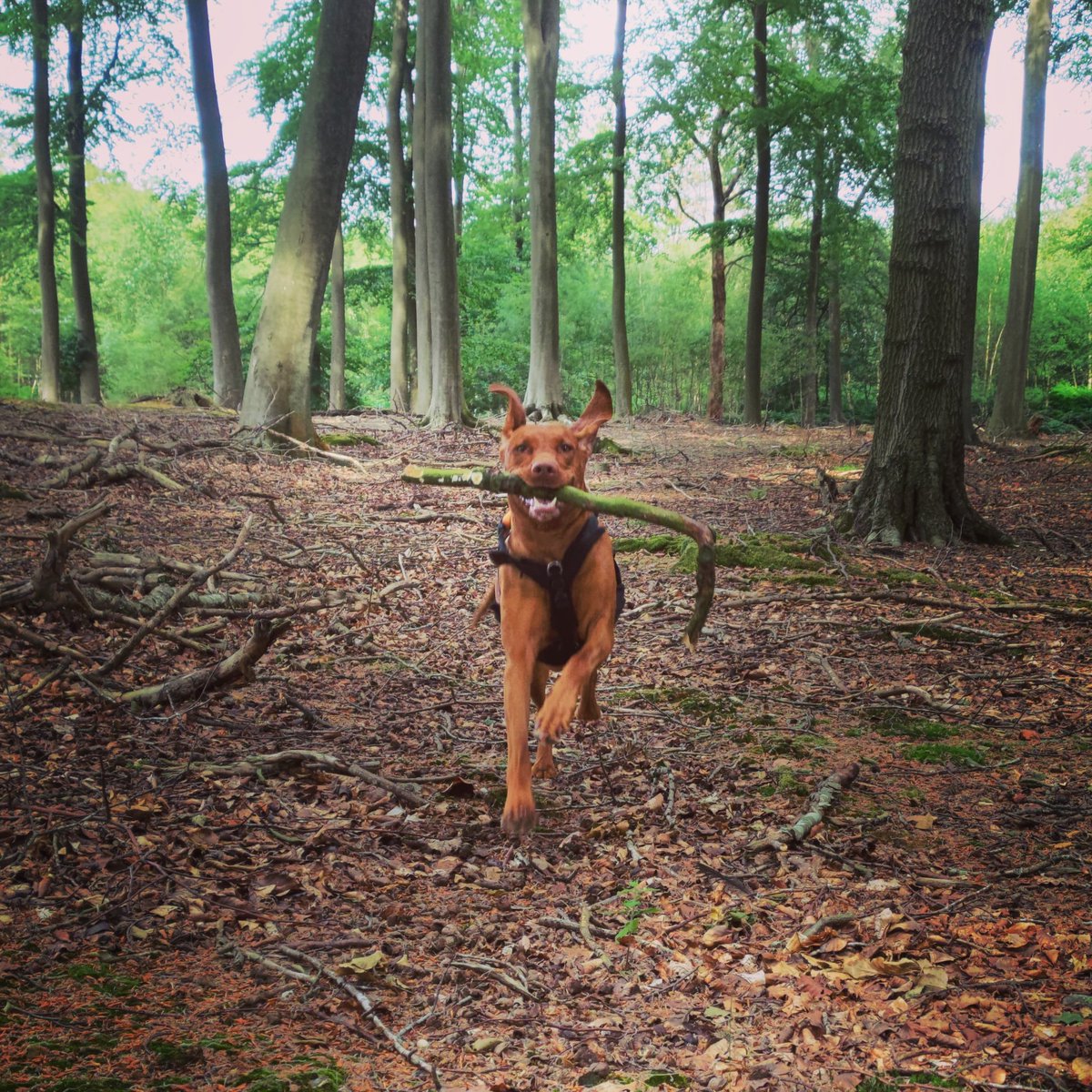 My Stick !!! 
#vizsla #vizslalife #vizslaoftwitter #dogs #dogslife #woodland #burnhambeeches #hungarianvizsla #stick