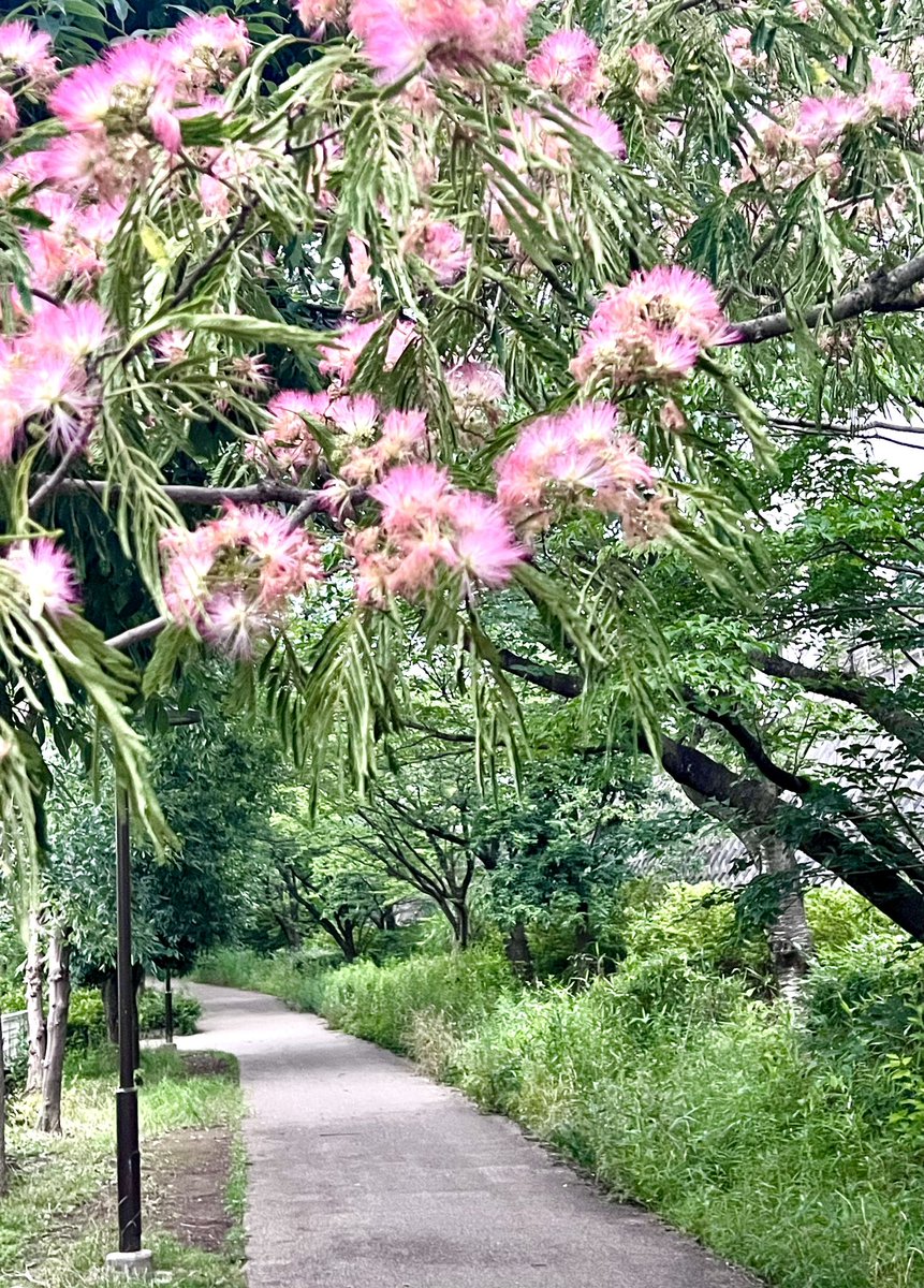 ネムノキ満開の緑道を夕らん5km
葉っぱがもう寝る体勢だった
#都筑緑道 
#ネムノキ