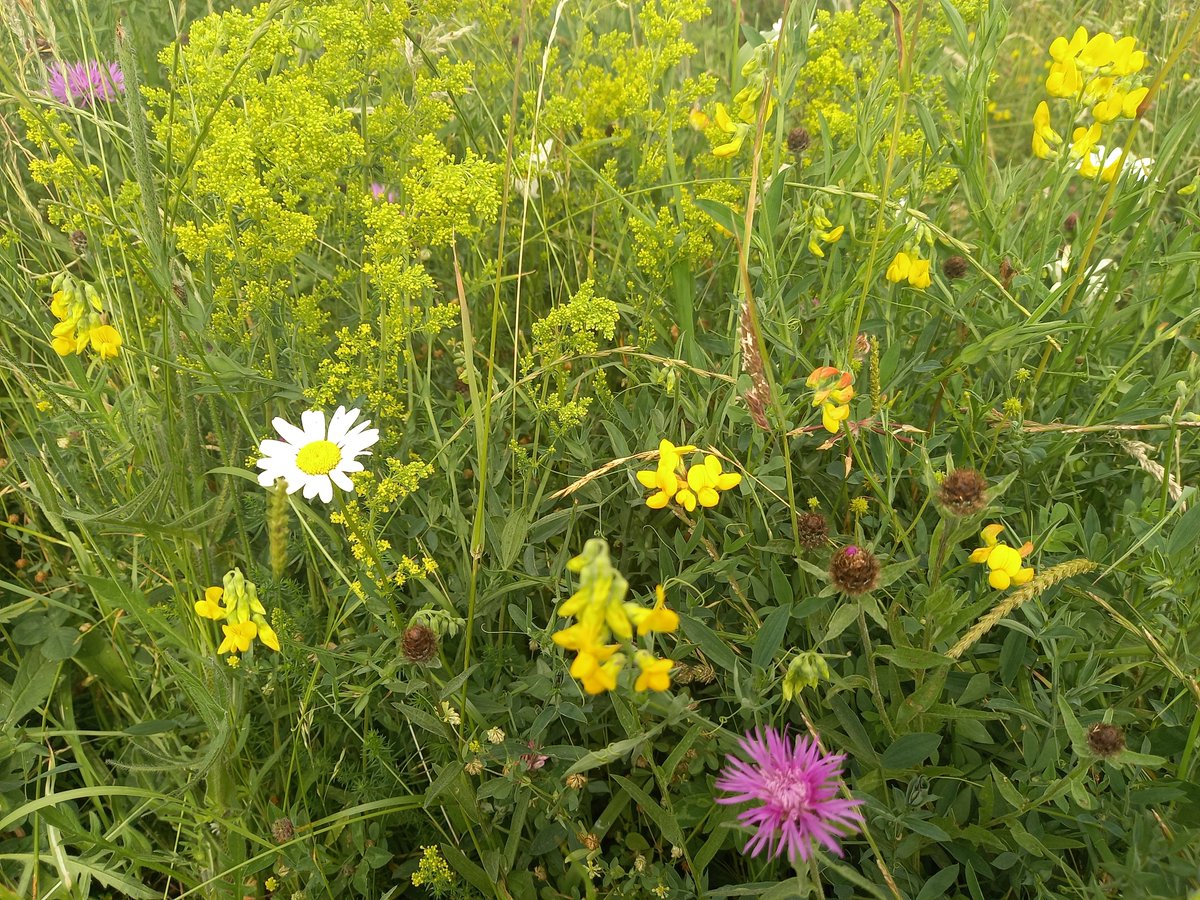 HenryStanier's tweet photo. Our surveys show the #OxeyeDaisy, #MeadowVetchling, #LadysBedstraw, #CommonKnapweed, and one of my favourites, the #MuskMallow (right), are all doing well on the former lakebed of #WhittleseaMere. Thanks to support from @HeritageFundUK we are transforming the Fens together. https://t.co/KNOXXy8odO