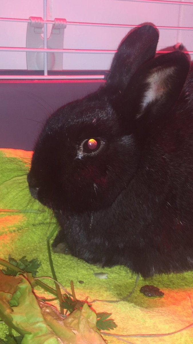 Masterclass konijnenwelzijn :: Konijnen Adviesbureau konijnen-adviesbureau.com/news/mastercla… Konijnen zijn lang genoeg proefkonijn geweest. Laten we samen kennis delen waardoor we konijnen betere hulp kunnen bieden. Speciaal voor paraveterinairen en studenten diergeneeskunde.