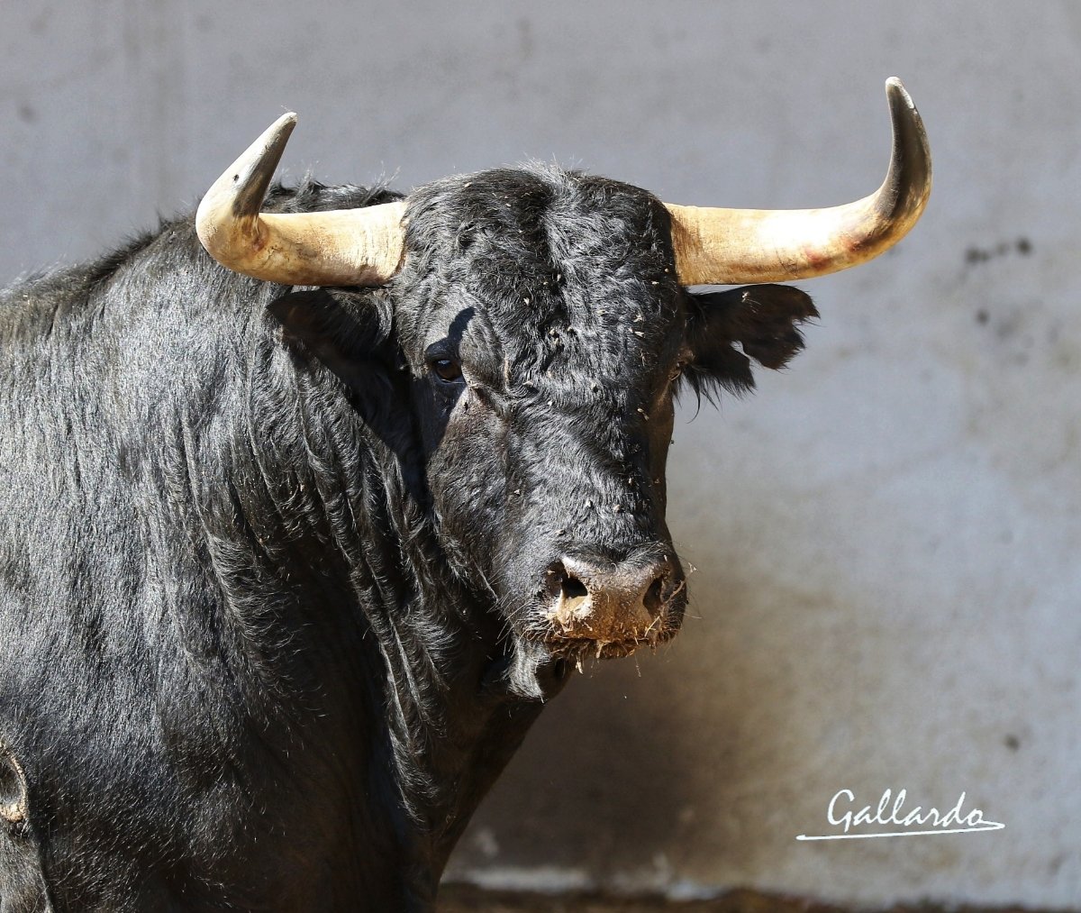 gallardotoros's tweet photo. Arranca la Feria de Badajoz 2023 @FITauromaquia
Zalduendos para
Ferrera, Luque y 
@LeoValadez_ https://t.co/dzrg4Rwcz2