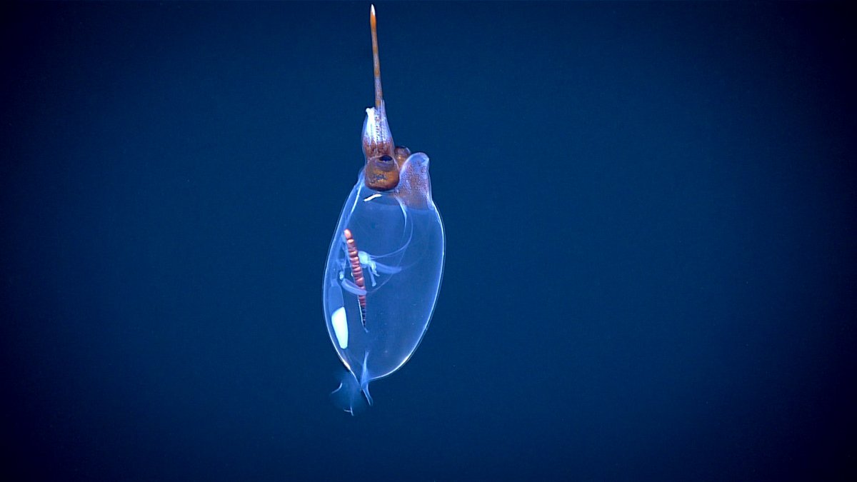 During expeditions on #Okeanos, we’re always looking for cephalopods. It’s not unusual to see squid & octopods. This #CephalopodWeek, we’ll share some of our favorites. Do you have a favorite cephalopod? Tell us about it!

Oh, and happy #OctopusFriday!