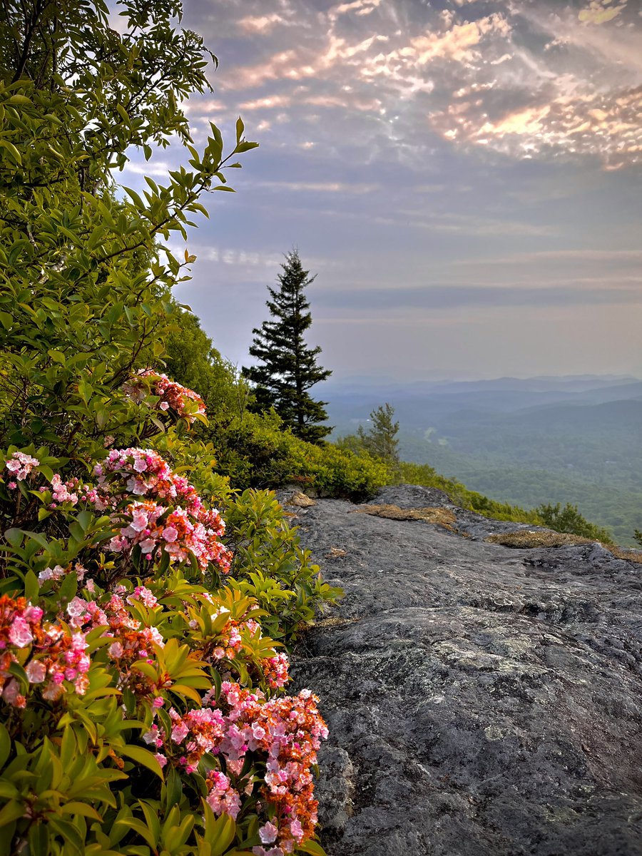 Beautiful Mountain Laurel blooms 4,600 ft up near the Blue Ridge Parkway. 🌸