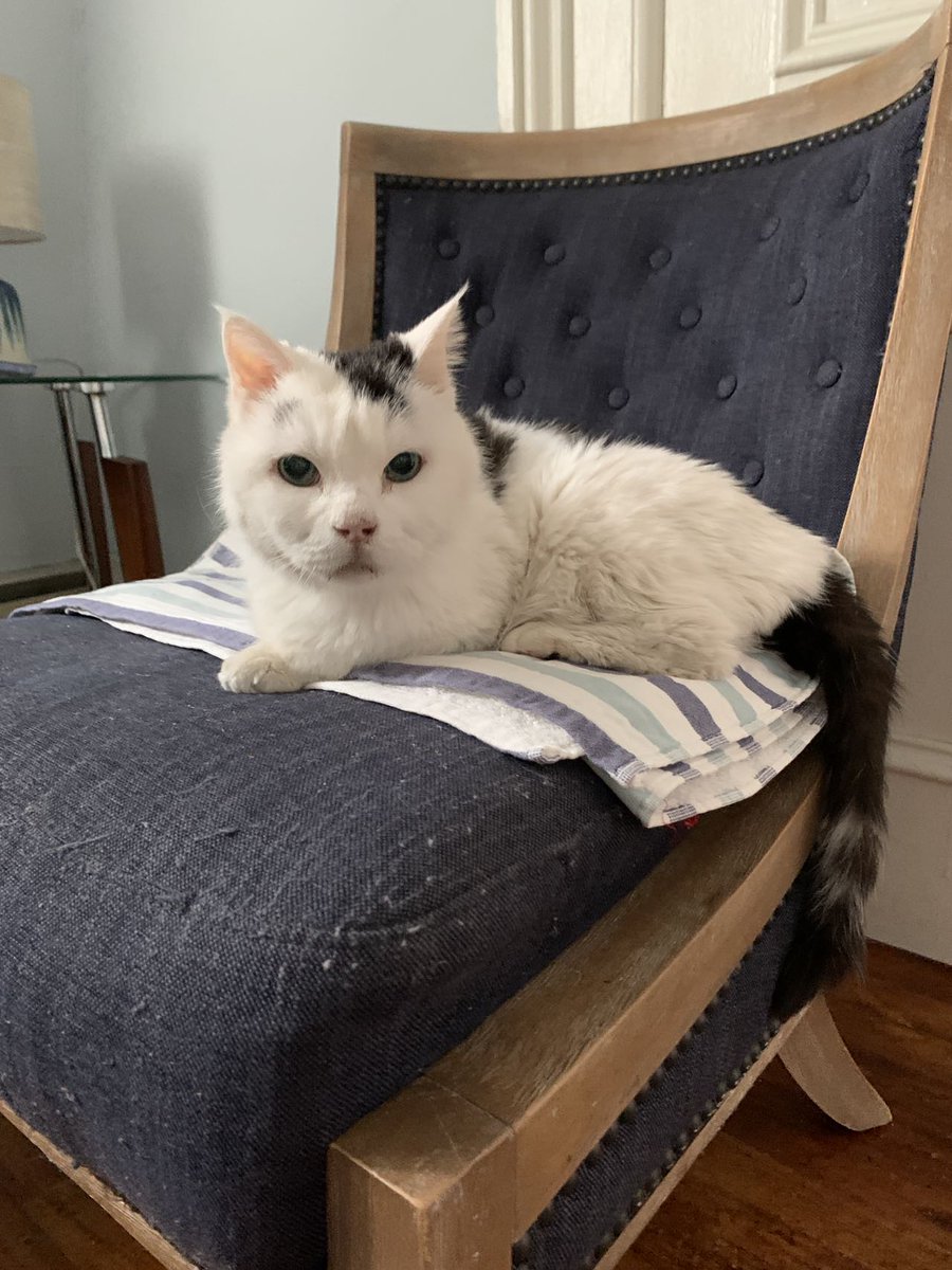 ICVS Animal Hospital tweet media