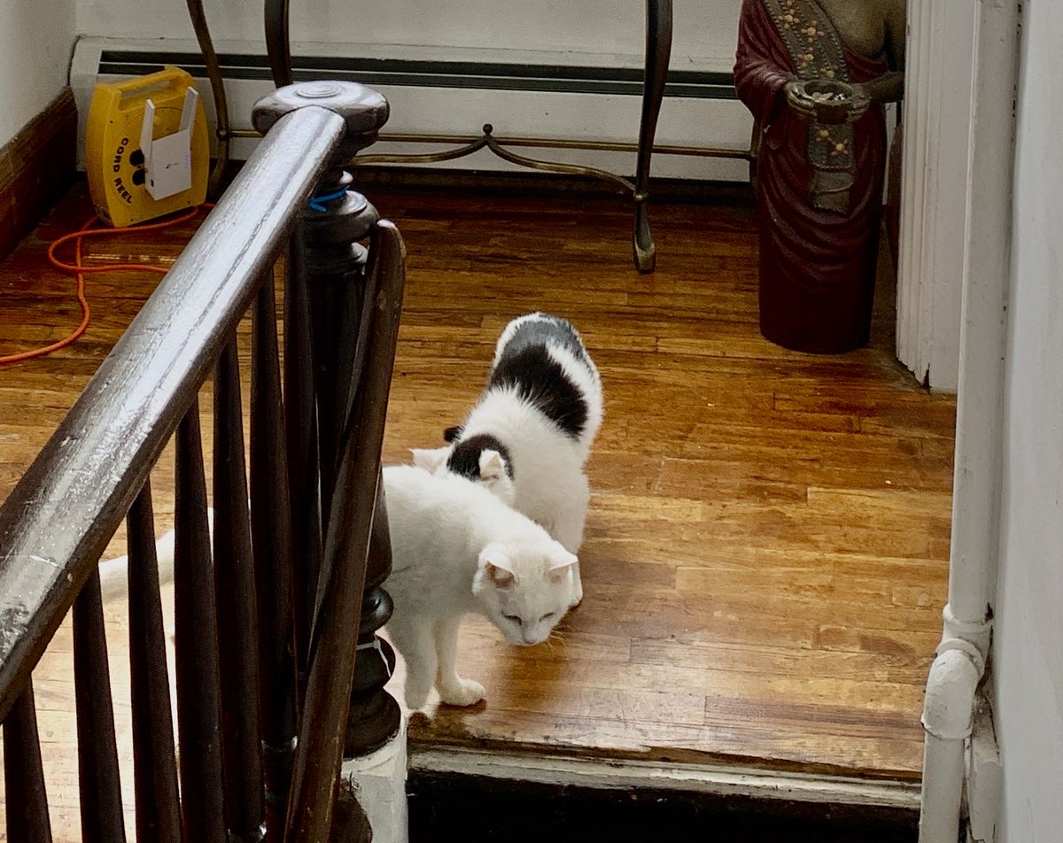 ICVS Animal Hospital tweet media